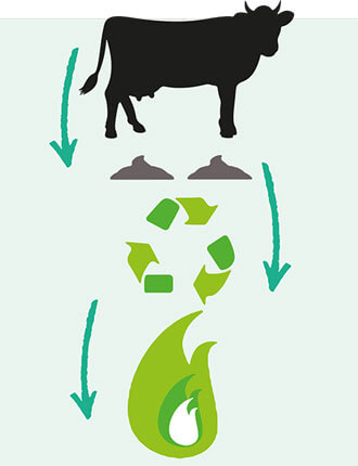 Un schéma montrant une vache produisant du fumier, lui meme recyclé pour produire du biométhane